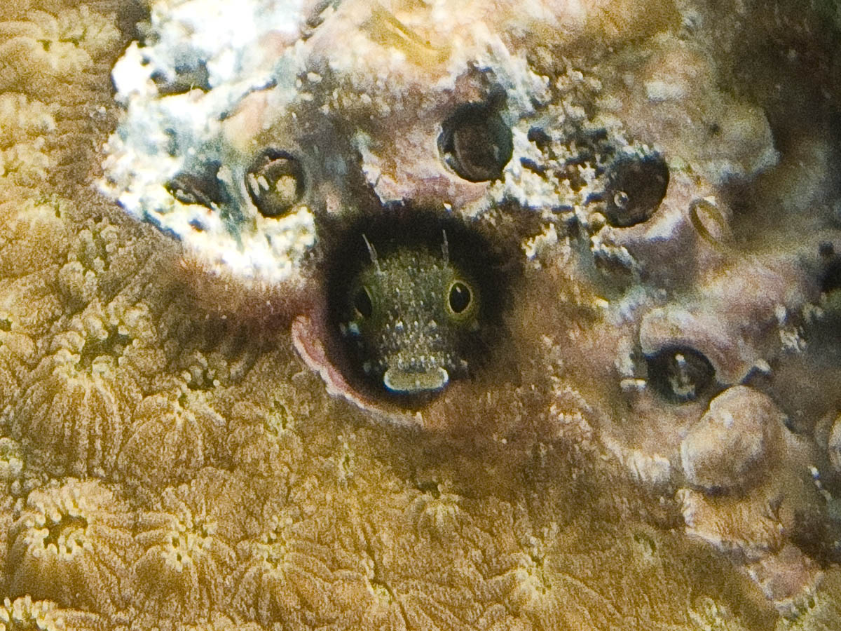 Roughhead blenny (Coco View Wall)